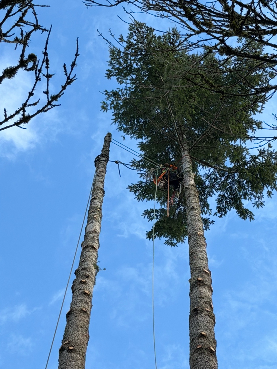 High-angle view of tree removal rigging