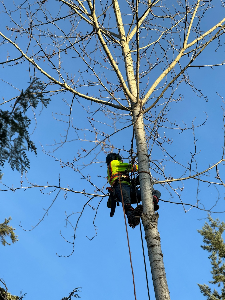 Large tree being removed