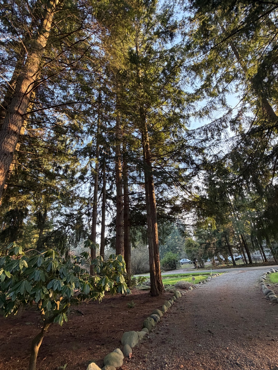 Pacific Northwest trees — Olympic Tree Service area