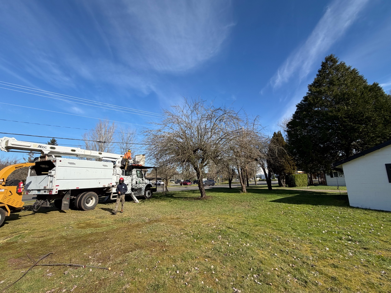 Olympic Tree Service climber at top of tree